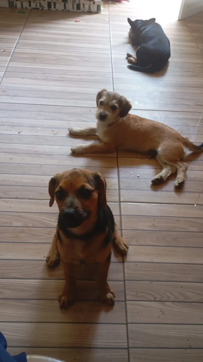 Cachorro raça SRD-ViraLata idade 7 a 11 meses nome não tem nome