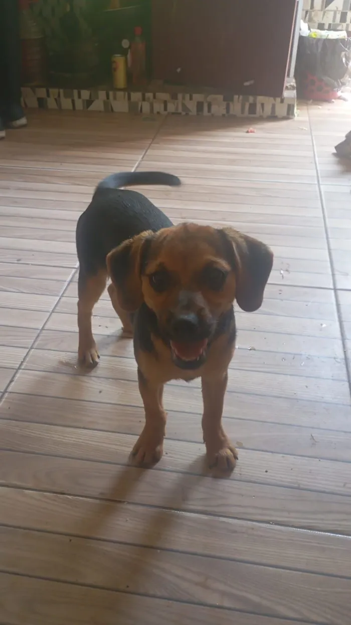 Cachorro raça SRD-ViraLata idade 7 a 11 meses nome não tem nome