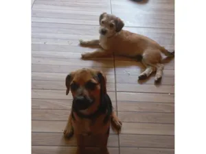 Cachorro raça SRD-ViraLata idade 7 a 11 meses nome não tem nome