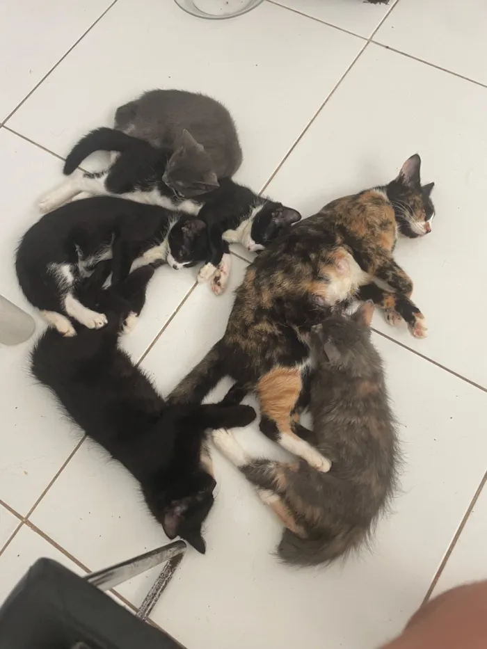 Gato raça SRD-ViraLata idade 2 a 6 meses nome Varios