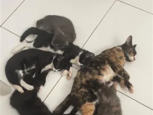 Gato raça SRD-ViraLata idade 2 a 6 meses nome Varios