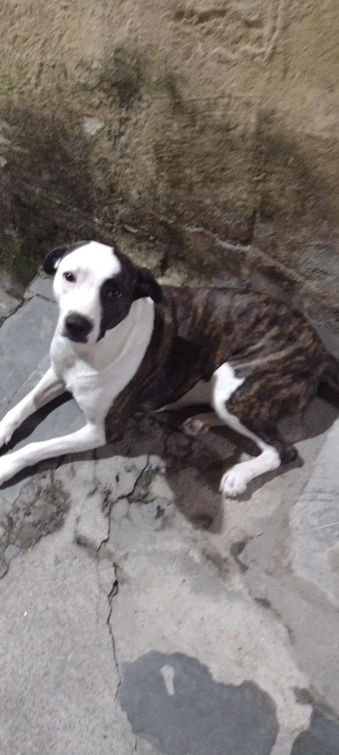 Cachorro raça SRD-ViraLata idade 2 anos nome Princesa 