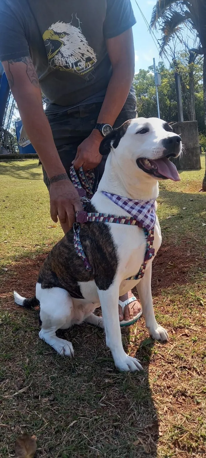 Cachorro raça SRD-ViraLata idade 2 anos nome Princesa 