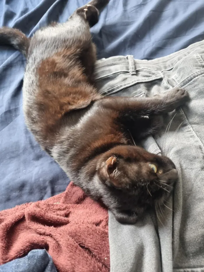 Gato raça SRD-ViraLata idade 1 ano nome café