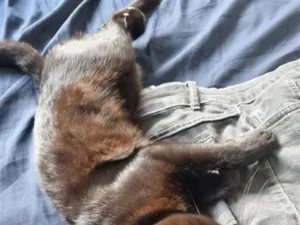 Gato raça SRD-ViraLata idade 1 ano nome café