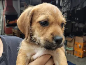 Cachorro raça SRD-ViraLata idade 2 a 6 meses nome Lalinha