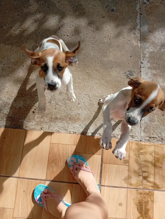 Cachorro raça SRD-ViraLata idade 2 a 6 meses nome faísca e fumaça 