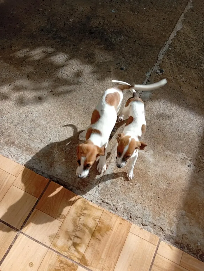 Cachorro raça SRD-ViraLata idade 2 a 6 meses nome faísca e fumaça 