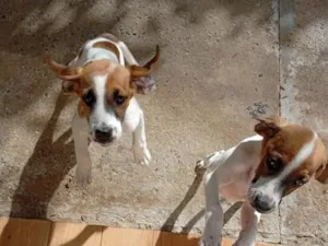 Cachorro raça SRD-ViraLata idade 2 a 6 meses nome faísca e fumaça 