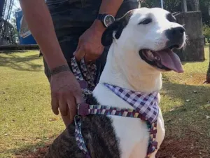 Cachorro raça SRD-ViraLata idade 2 anos nome princesa 