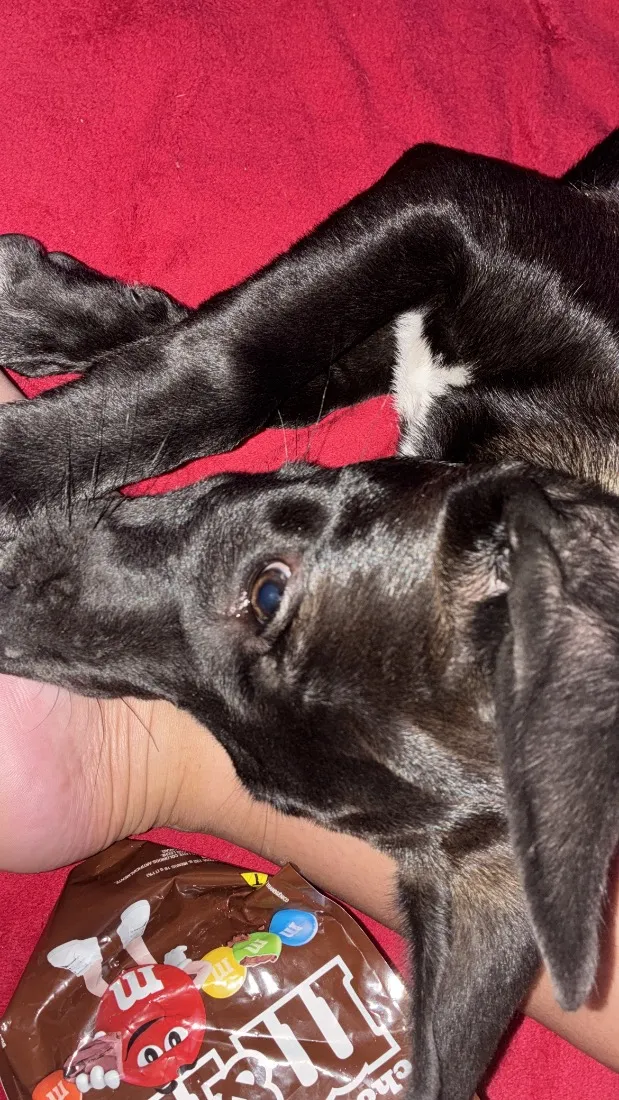 Cachorro raça SRD-ViraLata idade 2 a 6 meses nome Batman