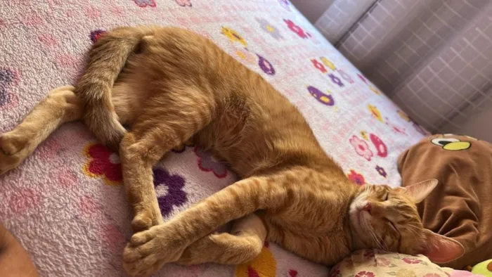 Gato raça SRD-ViraLata idade 1 ano nome Simba