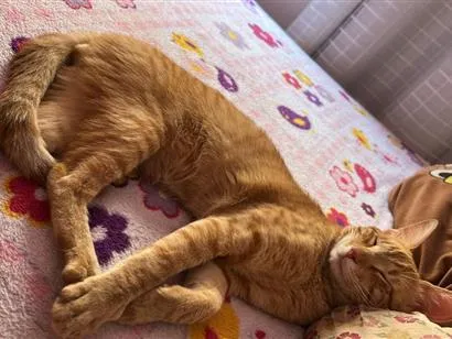 Gato raça SRD-ViraLata idade 1 ano nome Simba