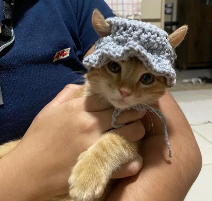 Gato raça SRD-ViraLata idade 1 ano nome Simba