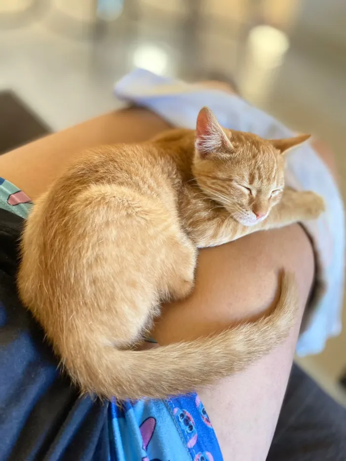 Gato raça SRD-ViraLata idade 1 ano nome Simba