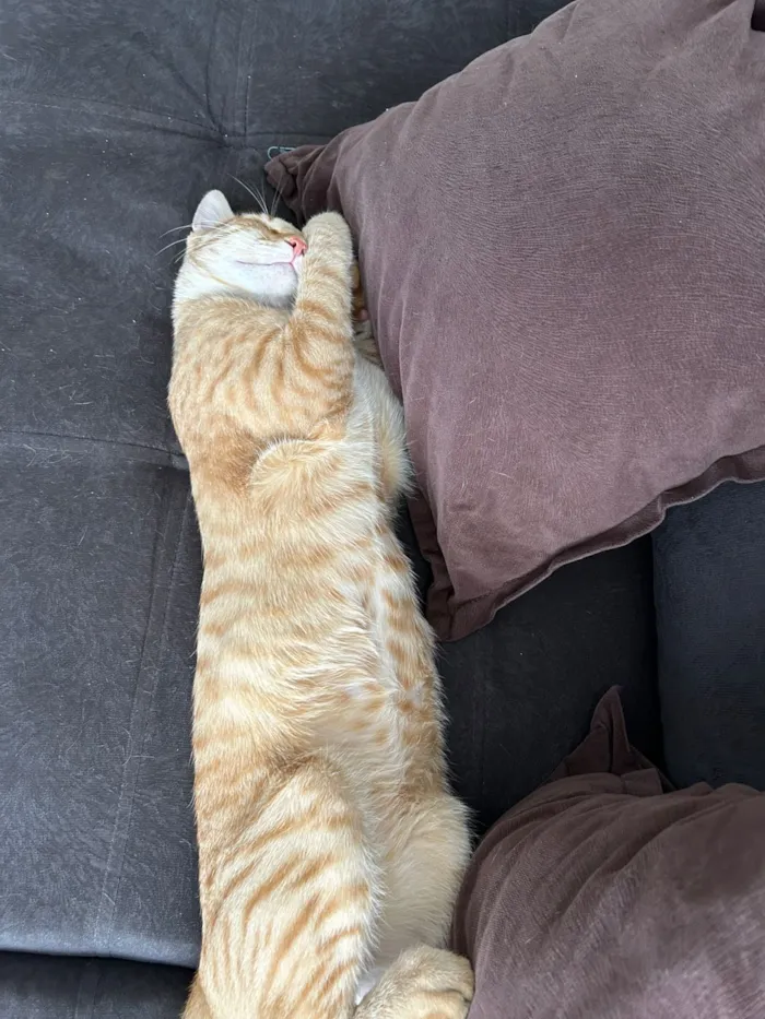 Gato raça SRD-ViraLata idade 1 ano nome Simba