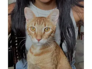 Gato raça SRD-ViraLata idade 1 ano nome Simba