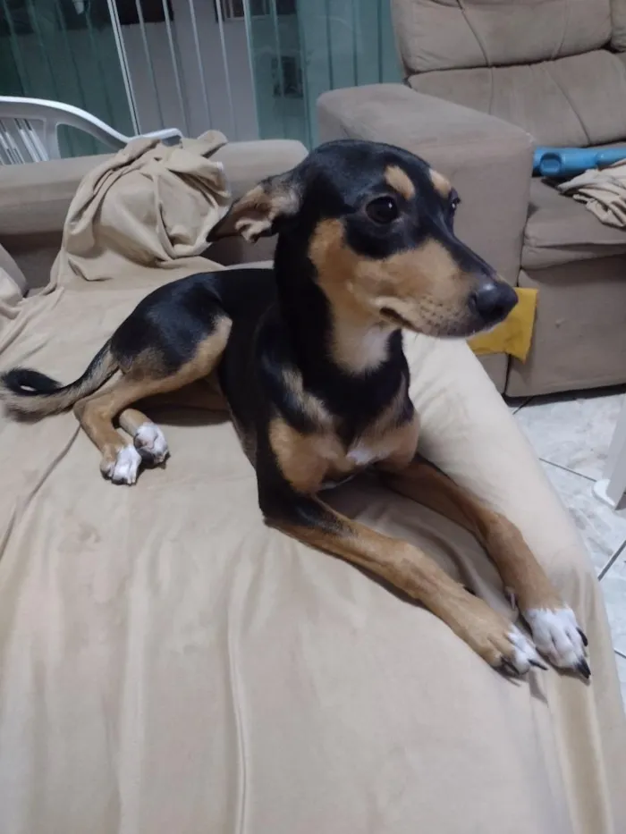 Cachorro raça SRD-ViraLata idade 1 ano nome Lua