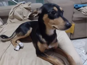 Cachorro raça SRD-ViraLata idade 1 ano nome Lua