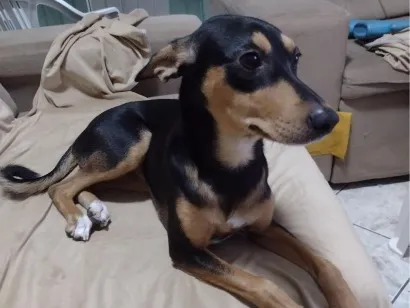 Cachorro raça SRD-ViraLata idade 1 ano nome Lua