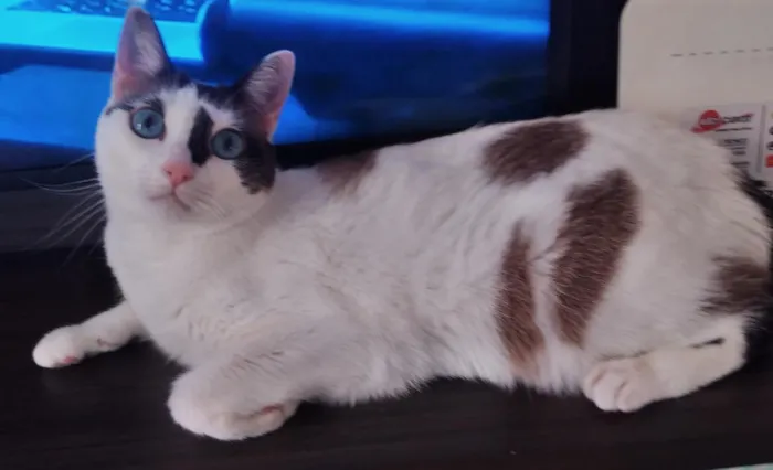 Gato raça SRD-ViraLata idade 2 anos nome MEG