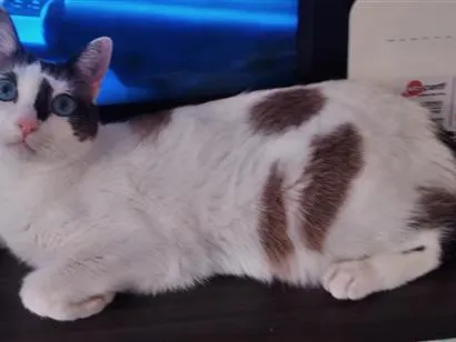 Gato raça SRD-ViraLata idade 2 anos nome MEG