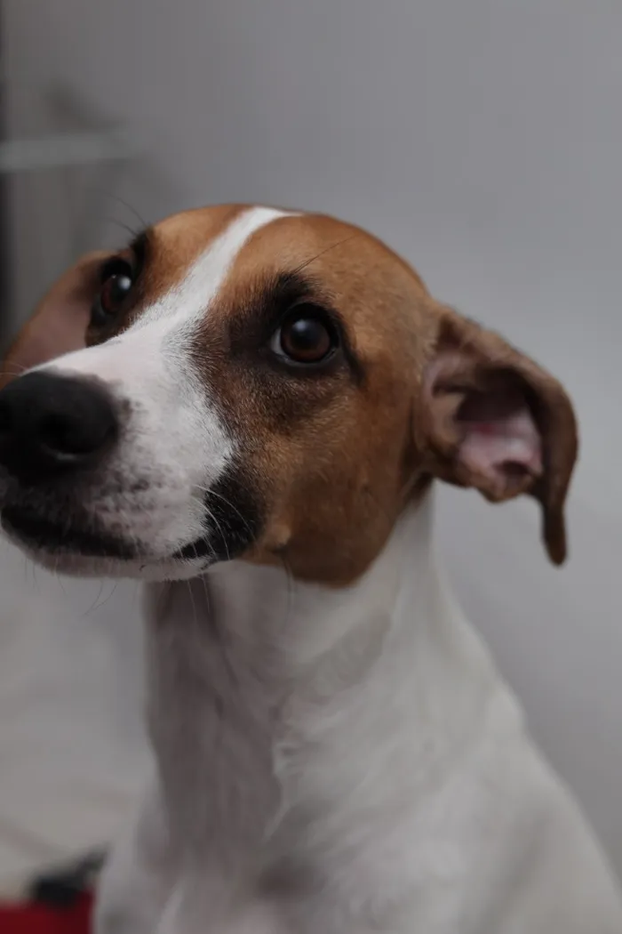 Cachorro raça SRD-ViraLata idade 2 a 6 meses nome Aurora