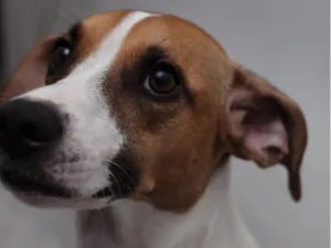 Cachorro raça SRD-ViraLata idade 2 a 6 meses nome Aurora