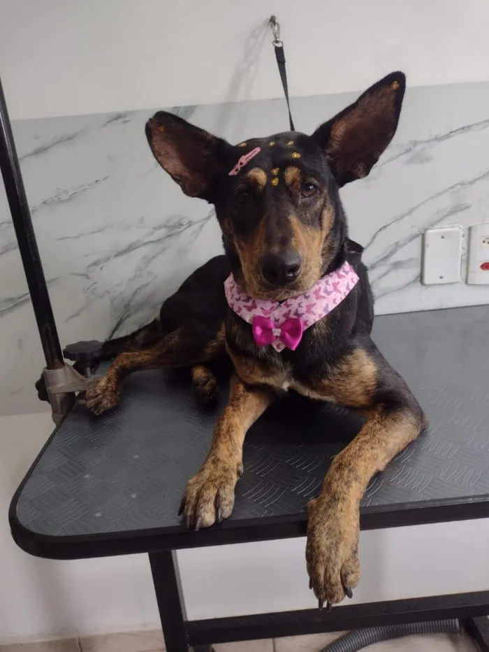 Cachorro raça SRD-ViraLata idade 2 anos nome Gigi