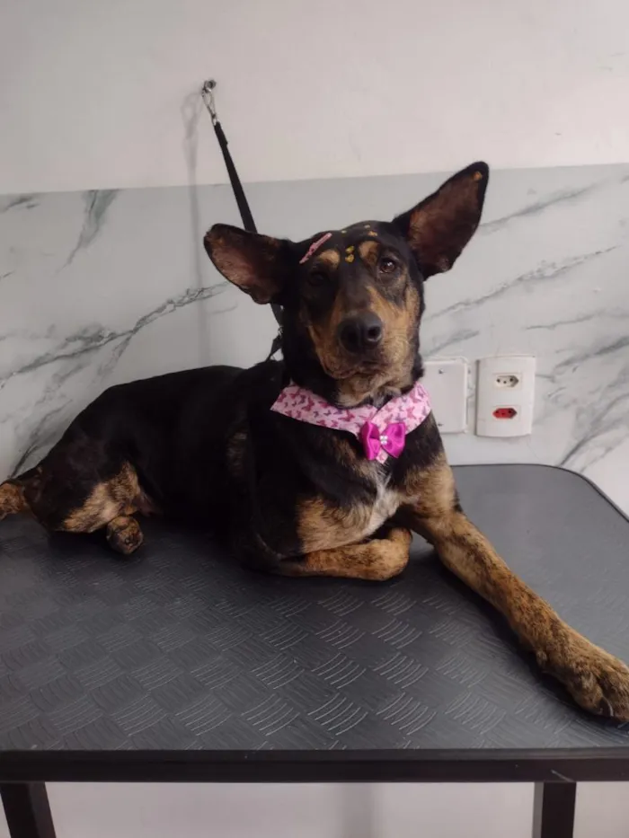 Cachorro raça SRD-ViraLata idade 2 anos nome Gigi