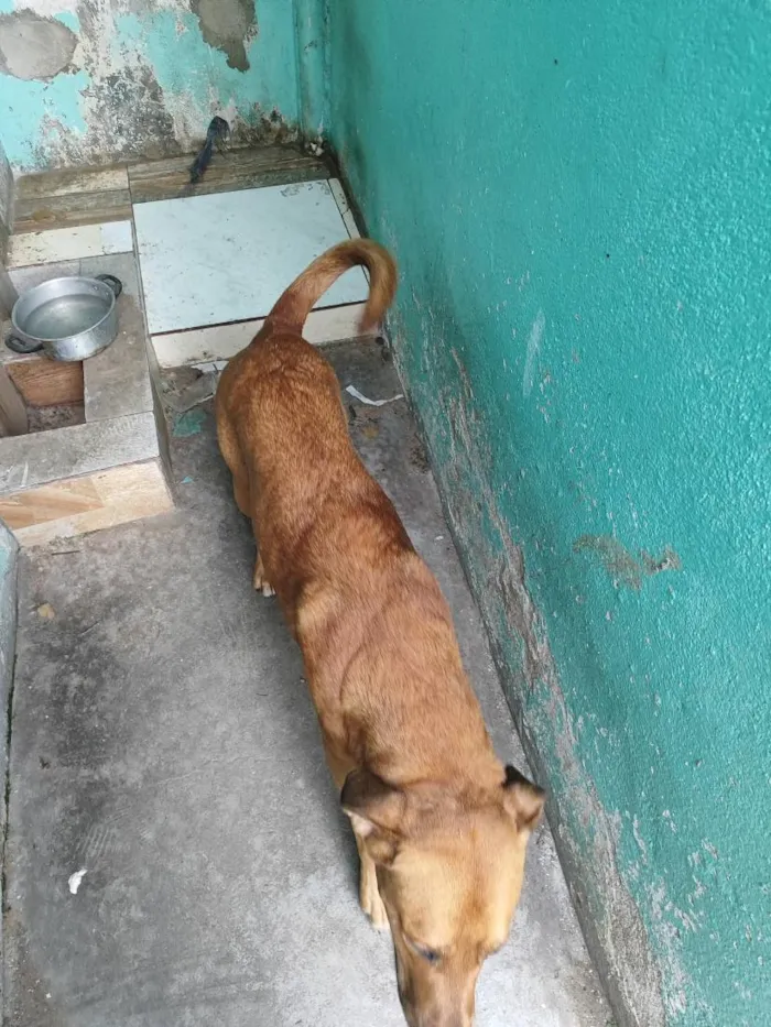 Cachorro raça Pit-Bull idade 1 ano nome Scooby 