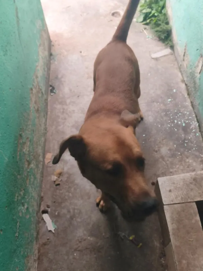 Cachorro raça Pit-Bull idade 1 ano nome Scooby 