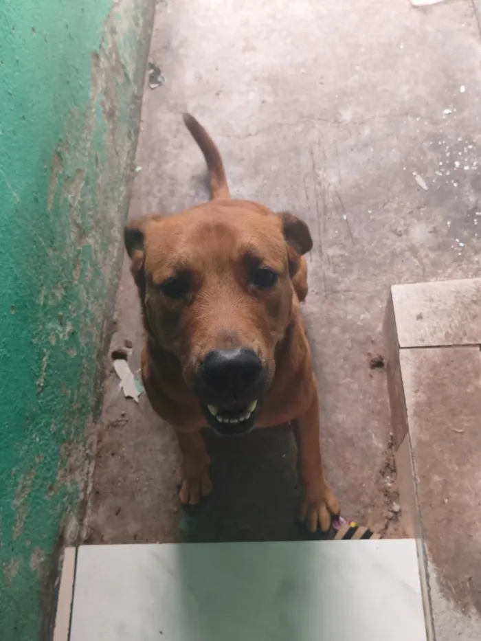 Cachorro raça Pit-Bull idade 1 ano nome Scooby 