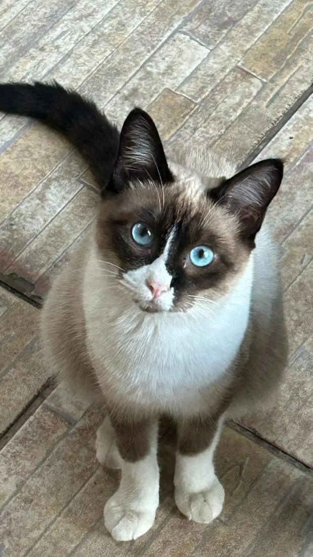 Gato raça SRD-ViraLata idade 1 ano nome xixica