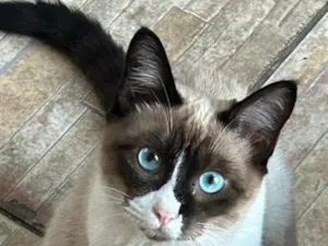 Gato raça SRD-ViraLata idade 1 ano nome xixica