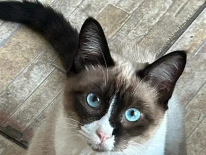 Gato raça SRD-ViraLata idade 1 ano nome xixica