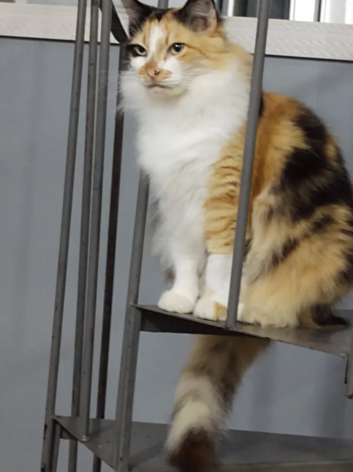 Gato raça Angorá idade 6 ou mais anos nome Bebel