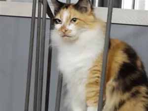 Gato raça Angorá idade 6 ou mais anos nome Bebel