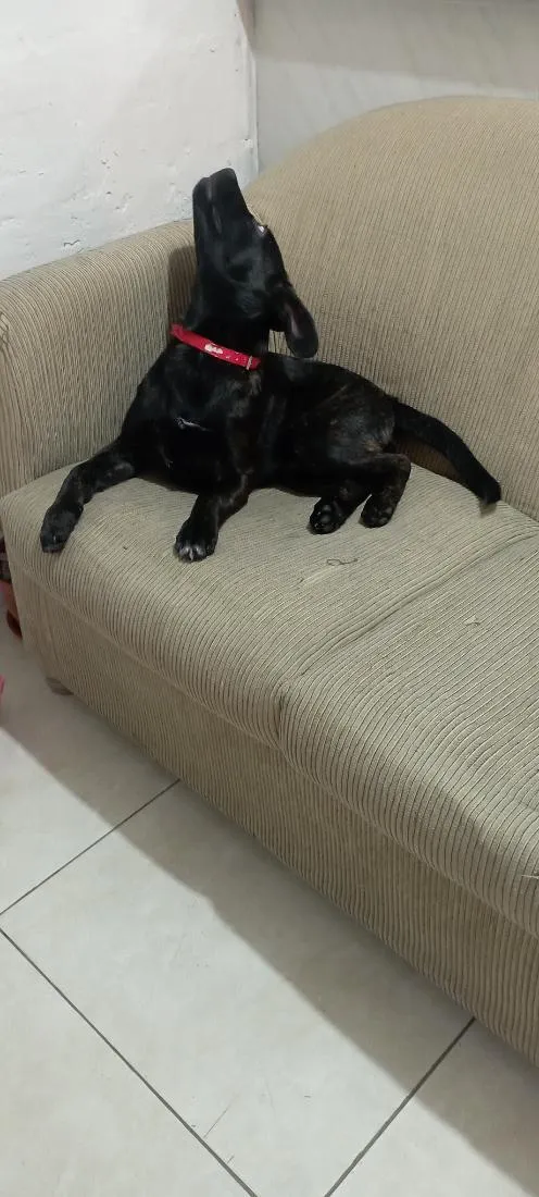 Cachorro raça SRD-ViraLata idade 7 a 11 meses nome kira