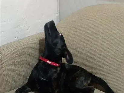 Cachorro raça SRD-ViraLata idade 7 a 11 meses nome kira