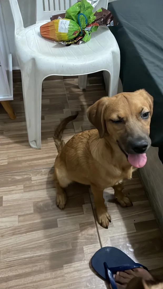 Cachorro raça SRD-ViraLata idade 2 a 6 meses nome Brutus e Olívia