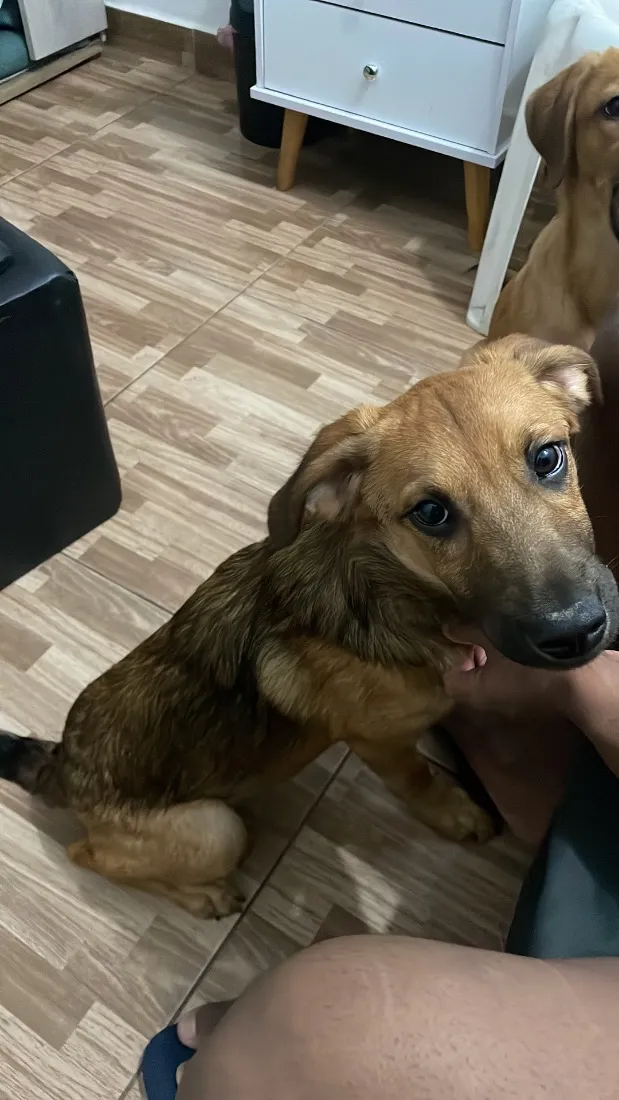 Cachorro raça SRD-ViraLata idade 2 a 6 meses nome Brutus e Olívia