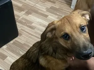 Cachorro raça SRD-ViraLata idade 2 a 6 meses nome Brutus e Olívia