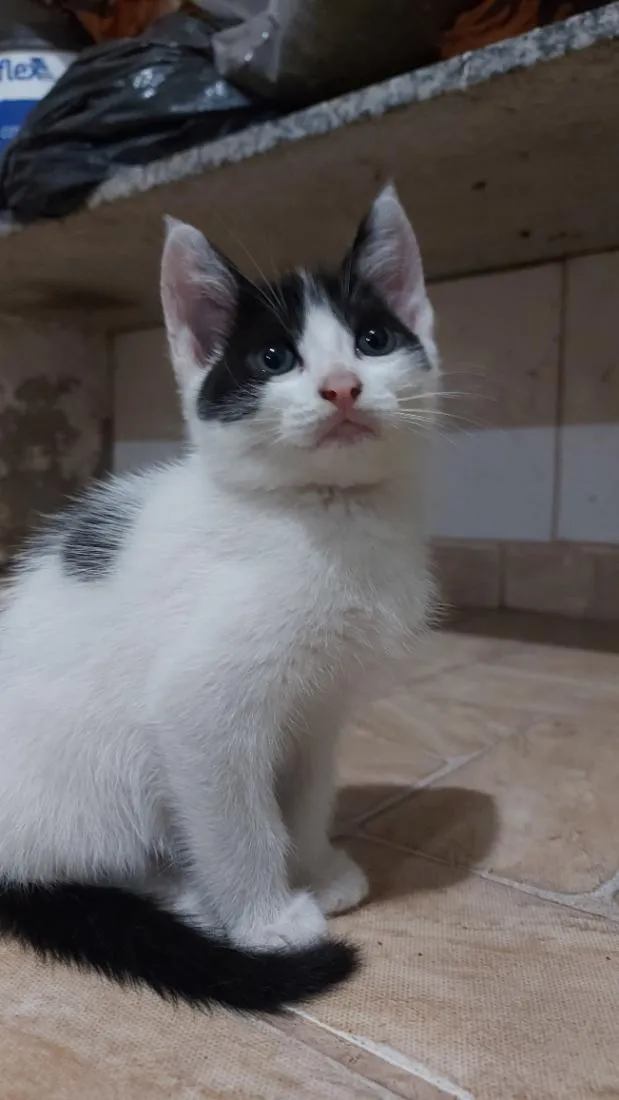 Gato raça SRD-ViraLata idade 2 a 6 meses nome Bolota