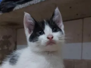 Gato raça SRD-ViraLata idade 2 a 6 meses nome Bolota