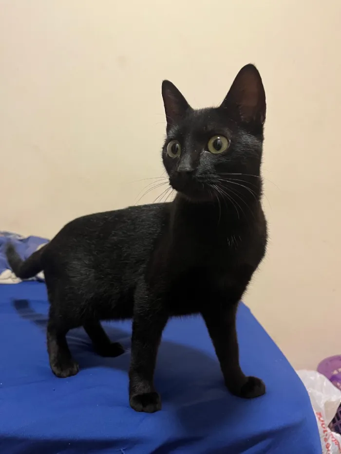 Gato raça SRD-ViraLata idade 2 a 6 meses nome Não tem