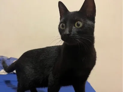 Gato raça SRD-ViraLata idade 2 a 6 meses nome Não tem