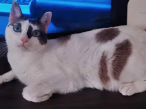 Gato raça SRD-ViraLata idade 2 anos nome MEG