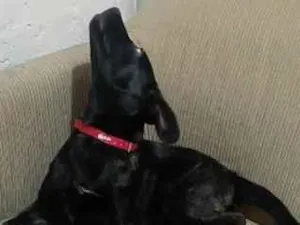 Cachorro raça SRD-ViraLata idade 7 a 11 meses nome kira