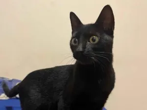 Gato raça SRD-ViraLata idade 2 a 6 meses nome Não tem